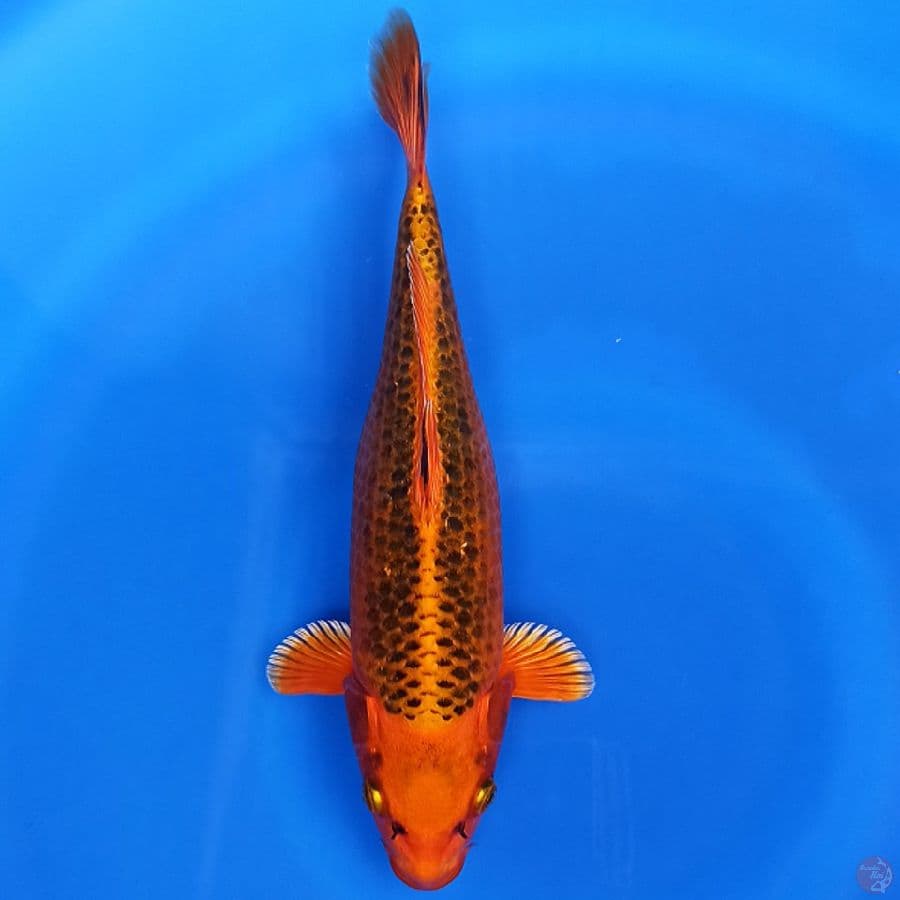 Aka Matsuba Ogon