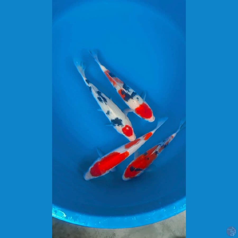 PAKET MIX GOSANKE 24-27cm