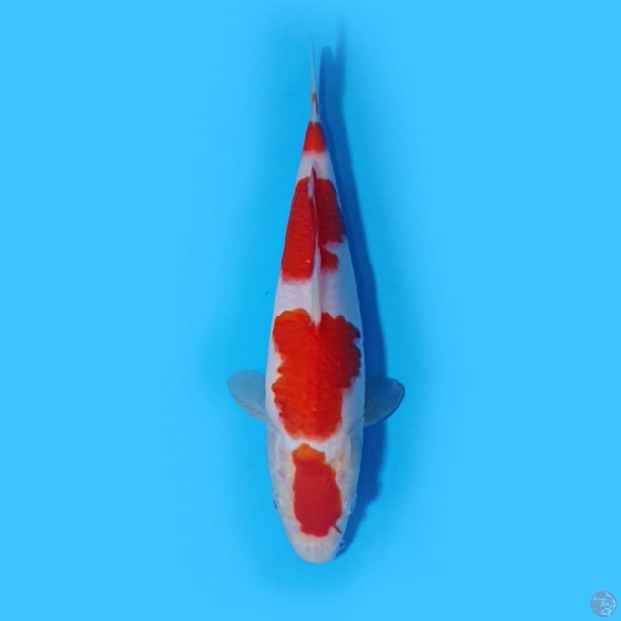 kohaku SQ 4 step 23cm