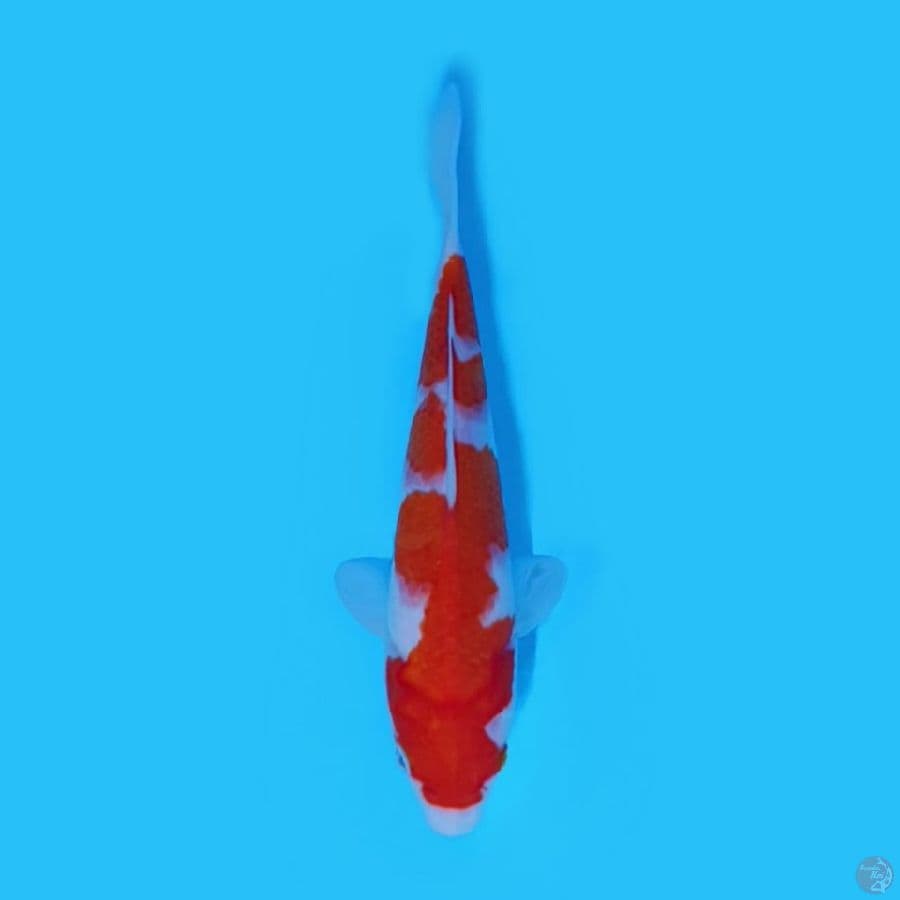 KOHAKU 22 cm