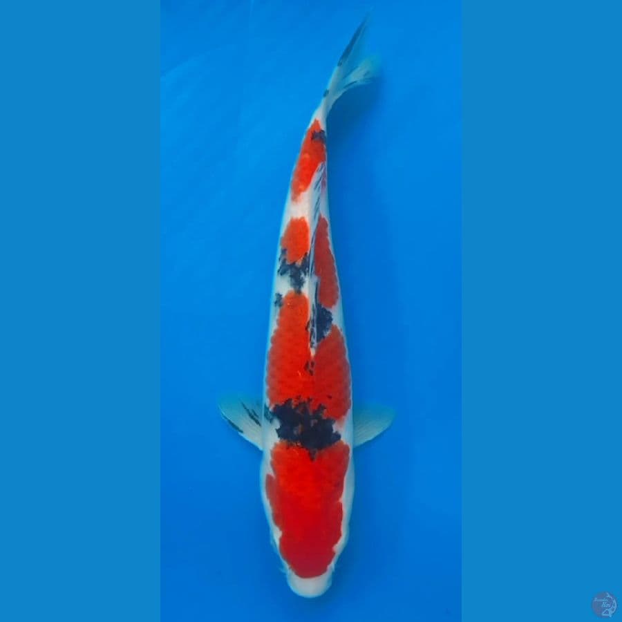 SANKE HQ 30CM FEEMALE