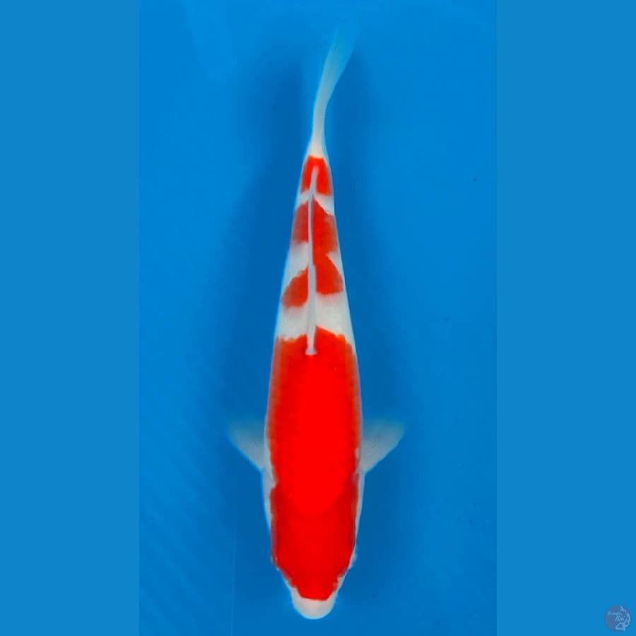 KOHAKU HQ 26CM MALE