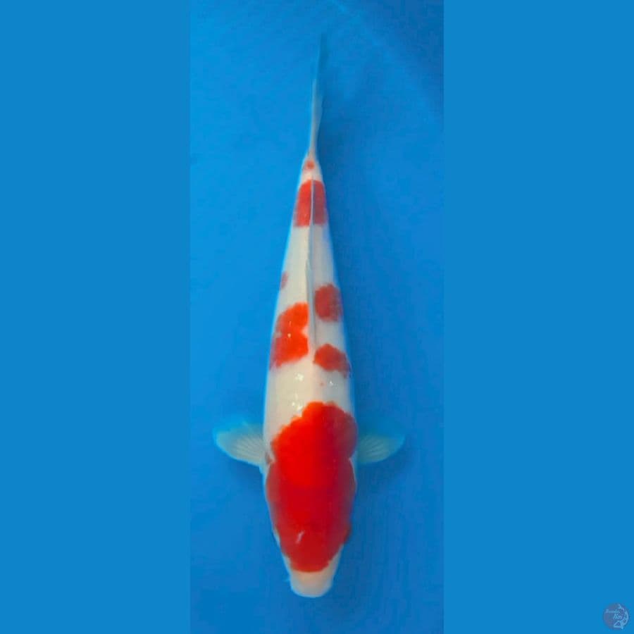KOHAKU HQ 28CM FEEMALE