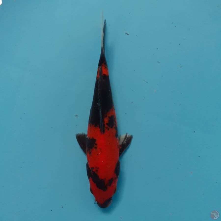 *UTSURI//FM/20 CM*