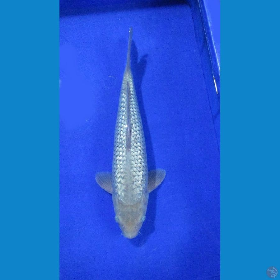ginrin soragoi 40bu