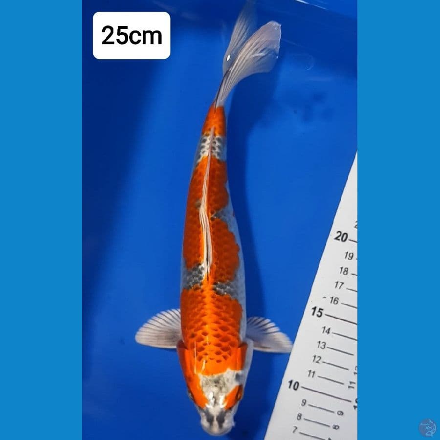 Gingga SQ 25cm