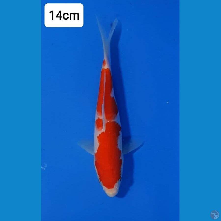 Minion Kohaku 14cm