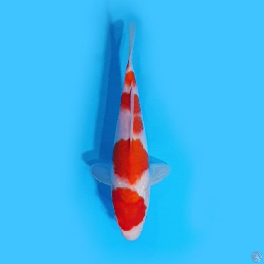 kohaku SQ 22cm originall.