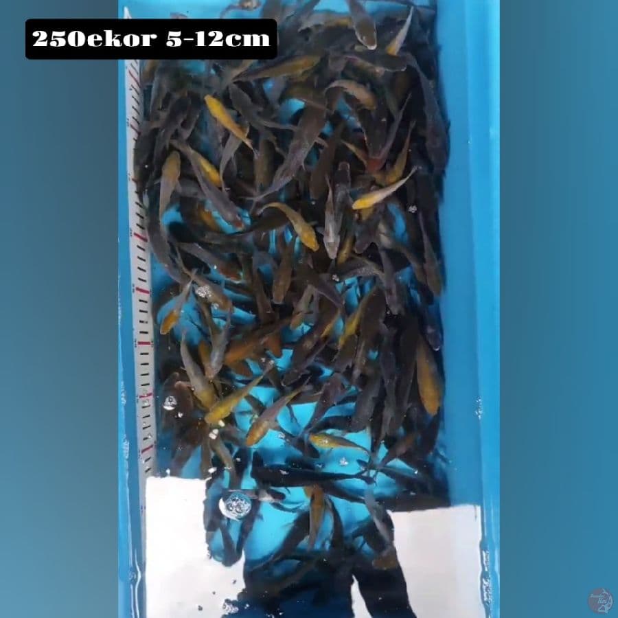ochiba 250ekor 5-12cm