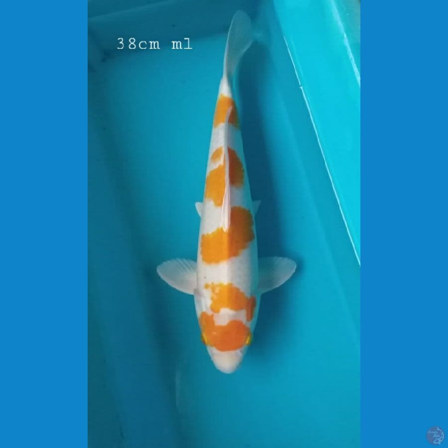 koyo 38cm/ml
