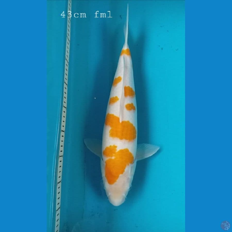 koyo 43cm/fml