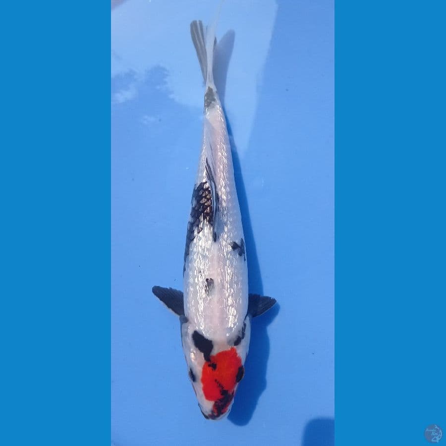 tc showa ginrin padet 23cm