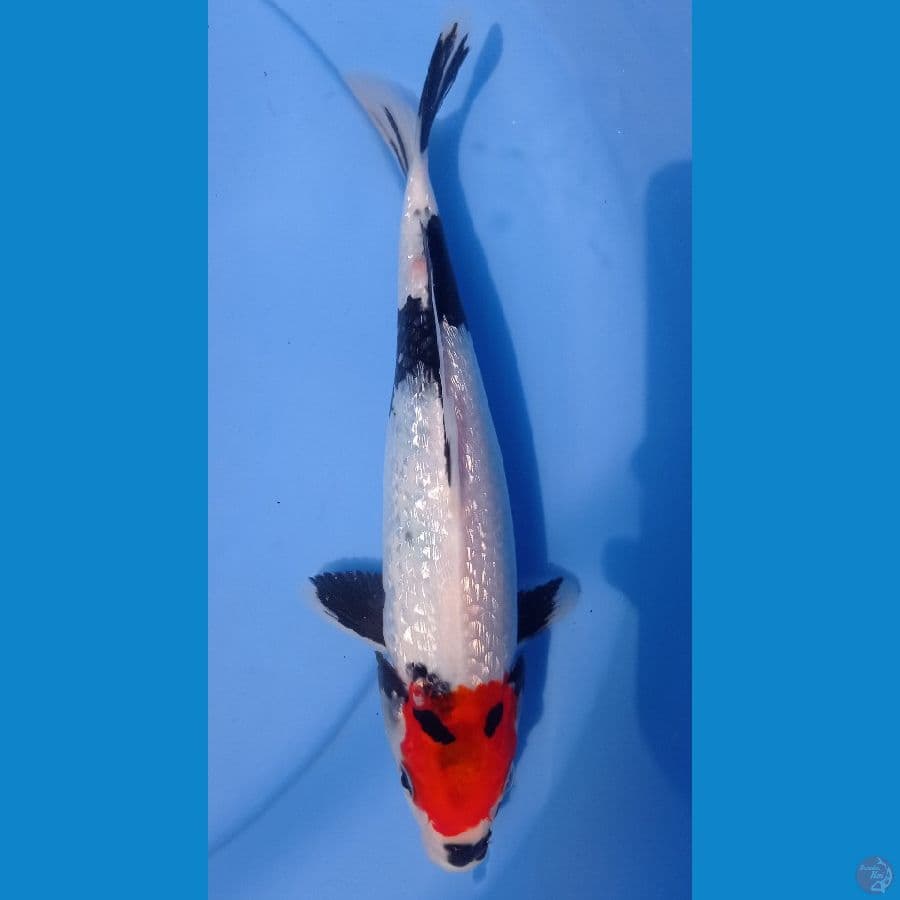 tc showa ginrin 26cm