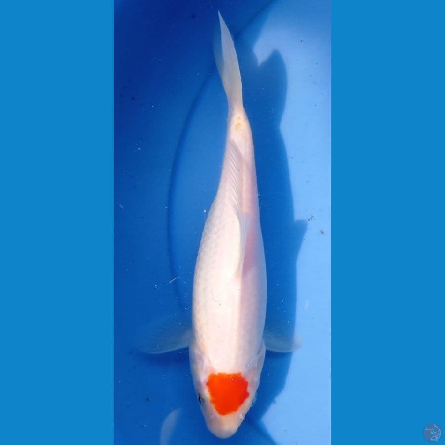 tanco kohaku 24cm