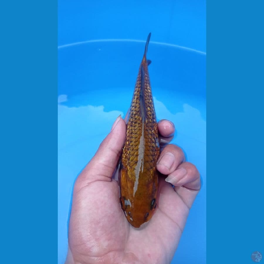 chagoi ginrin 20cm