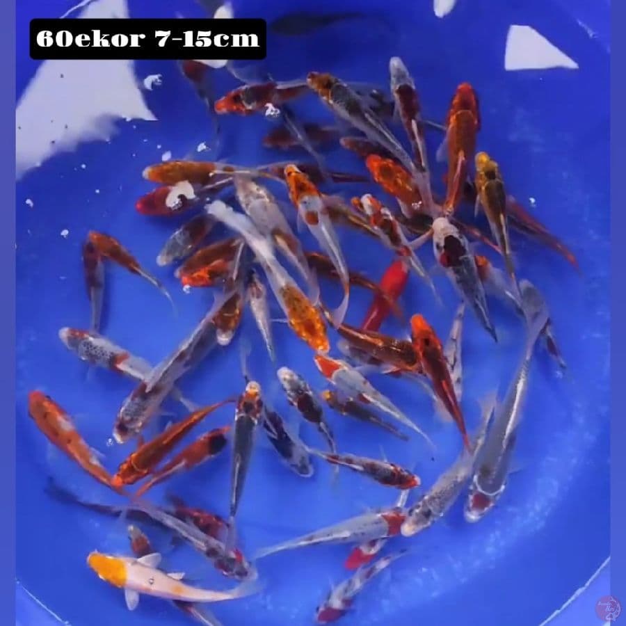 goshiki&kujaku 60ekor 7-15cm