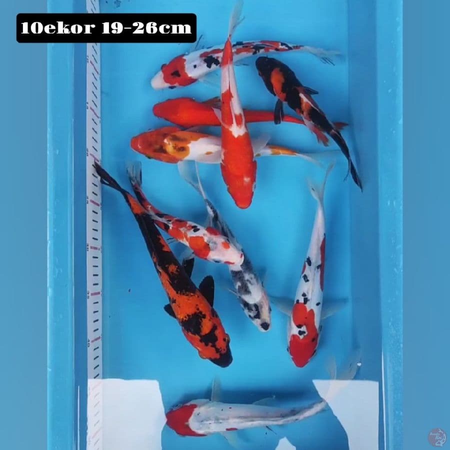 mix 10ekor 19-26cm
