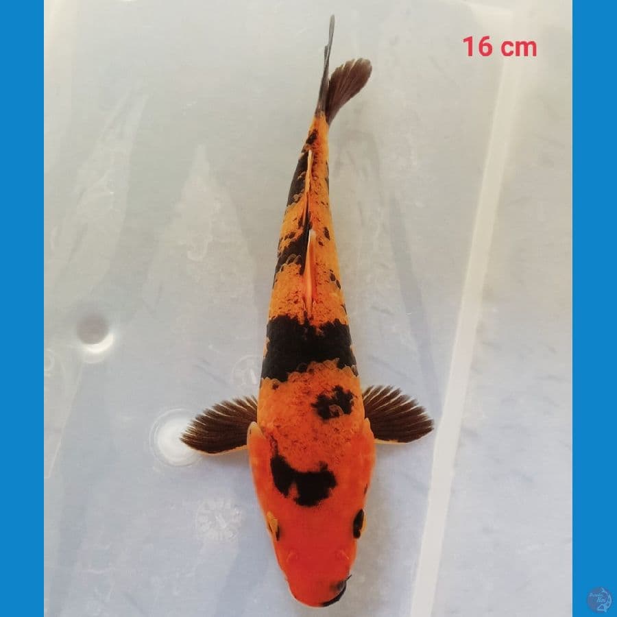 Hiu 16 cm