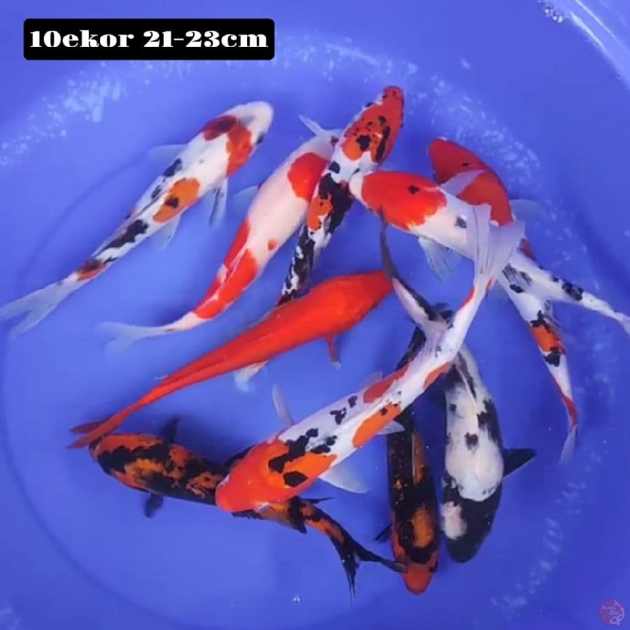mix 10ekor 21-23cm