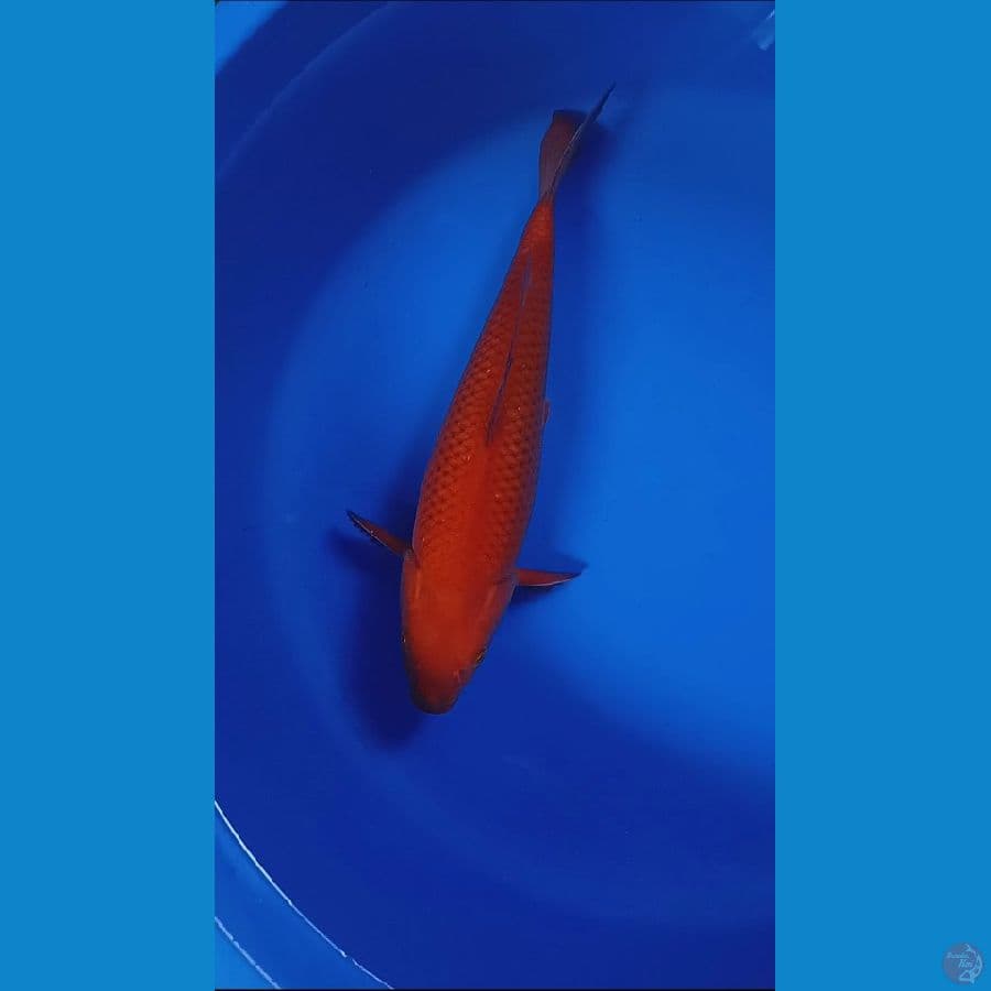 Chagoi Tembaga Male bulky
