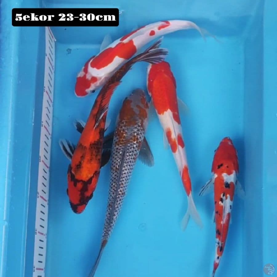 mix 5ekor 23-30cm