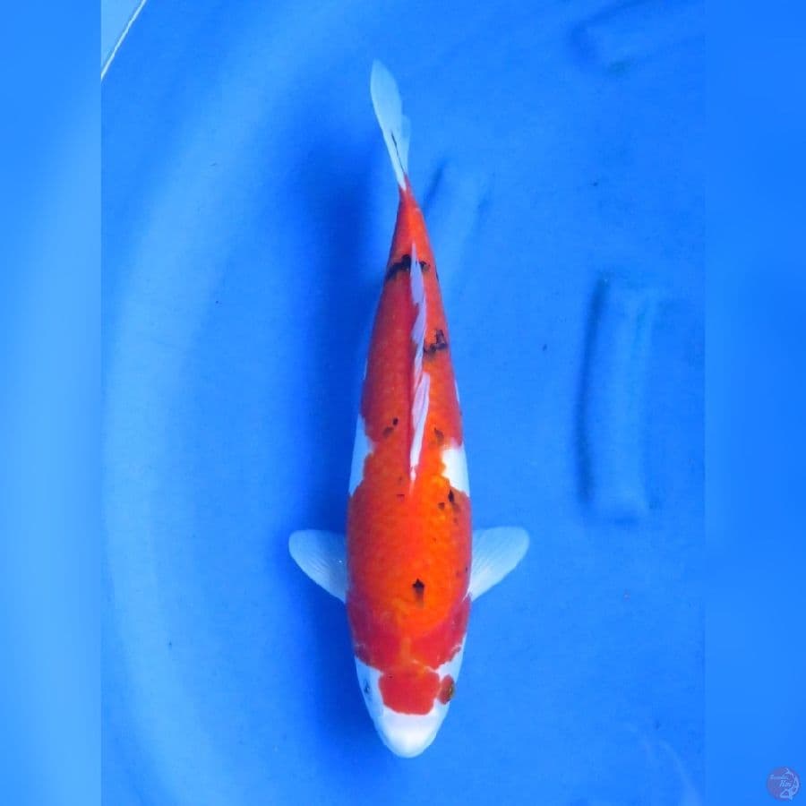 40cm - Aka Sanke