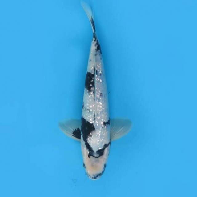 30cm Male Tosai - Sq Shiro Full Ginrin