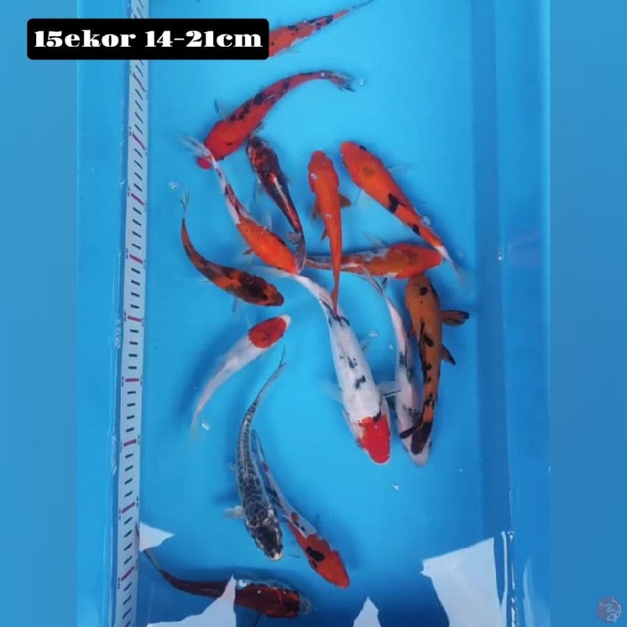 mix 15ekor 14-21cm