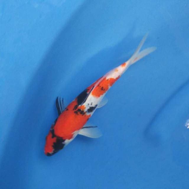 Showa sanshoku tategoi