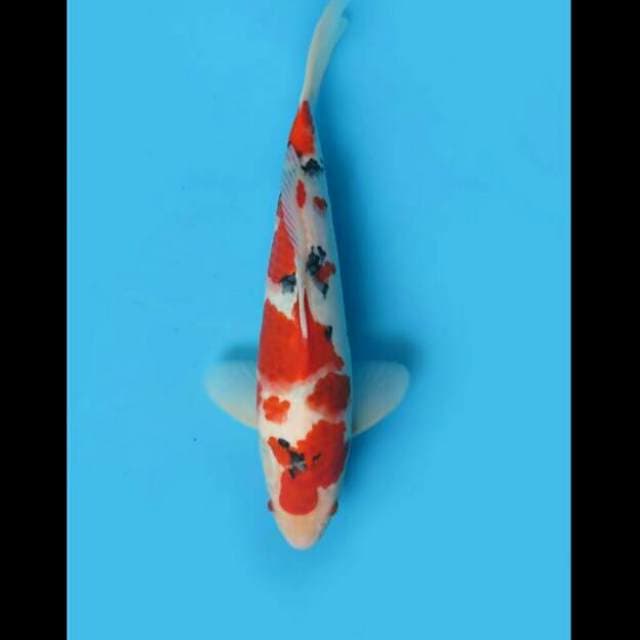34cm Male Tosai - F1 Taisho Sanke