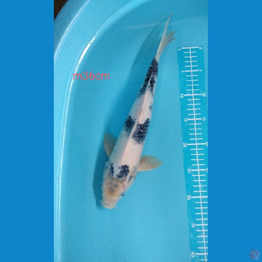 shiro m36cm tategoi