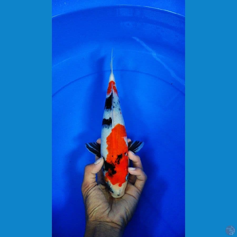 showa F33cm haluss
