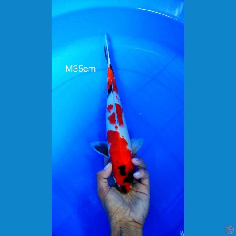 showa m35cm