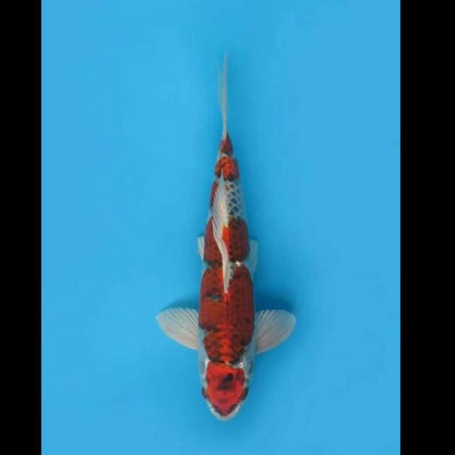 28cm Male Tosai - F1 Beni Kujaku