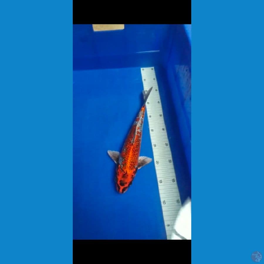 Ginga Ginrin 33 cm