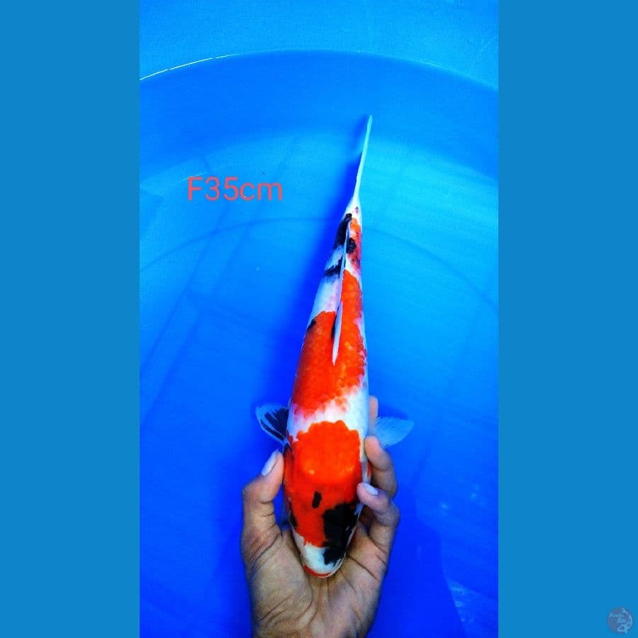 showa 35cm haluss