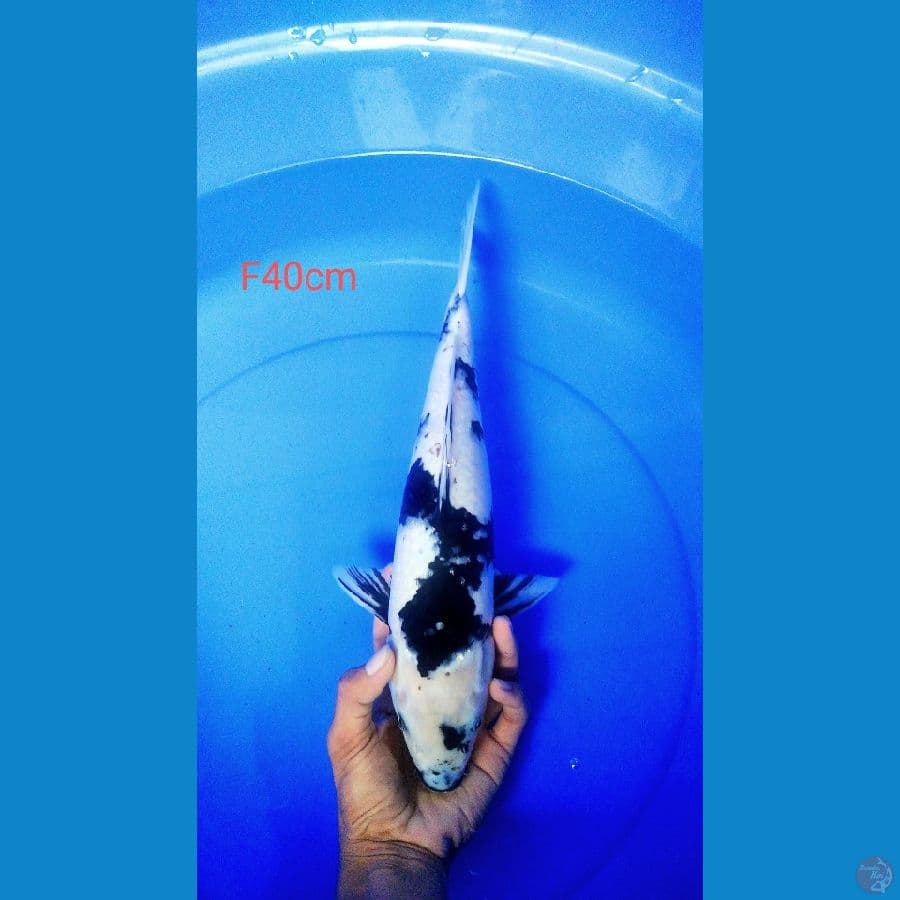 shiro joss F40cm