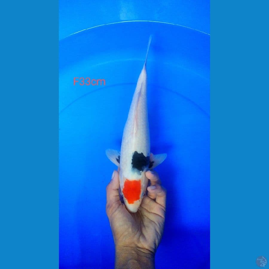 thanco showa original 33cm