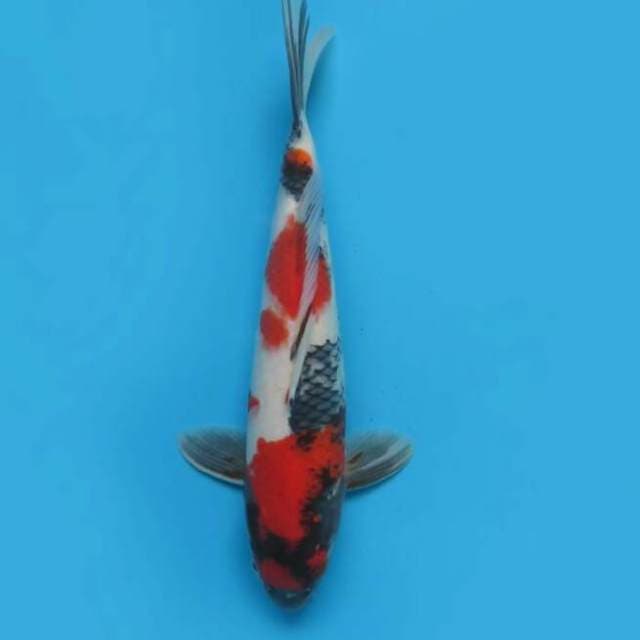 32cm Male Tosai - F1 Showa Tategoi