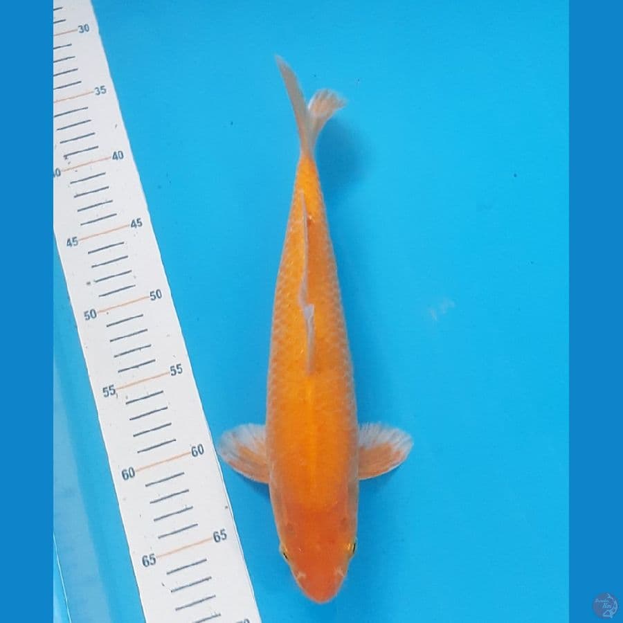 KARASHI MANGGO