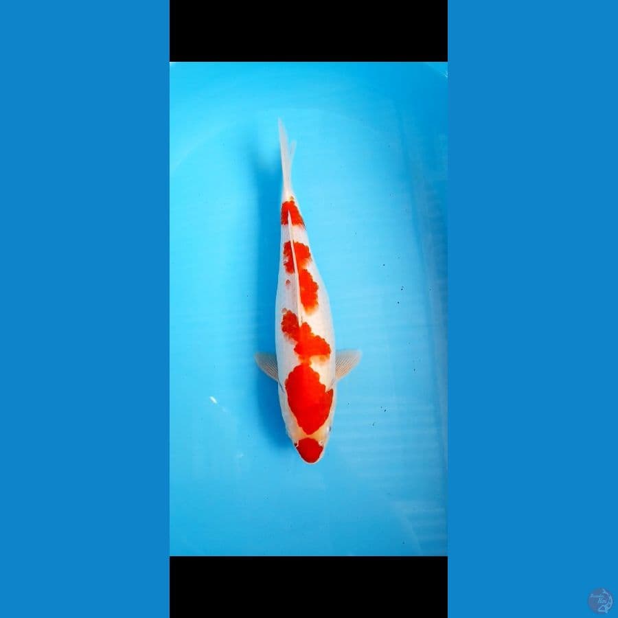 Kohaku
