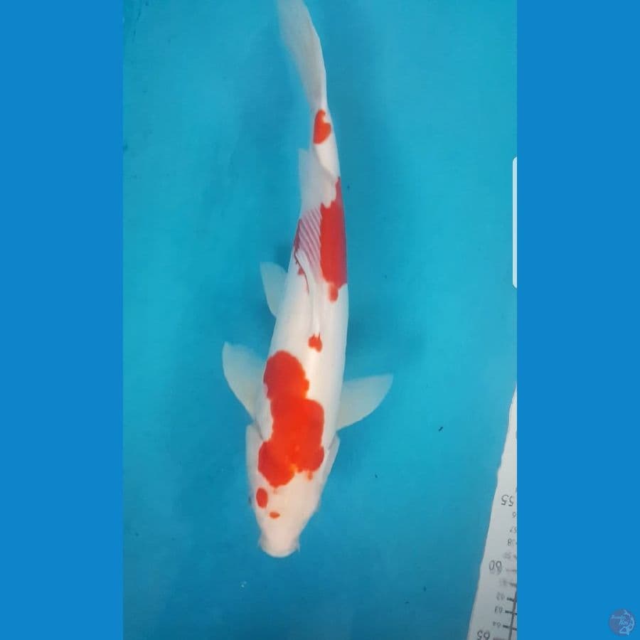 kohaku doitsu M/38cm