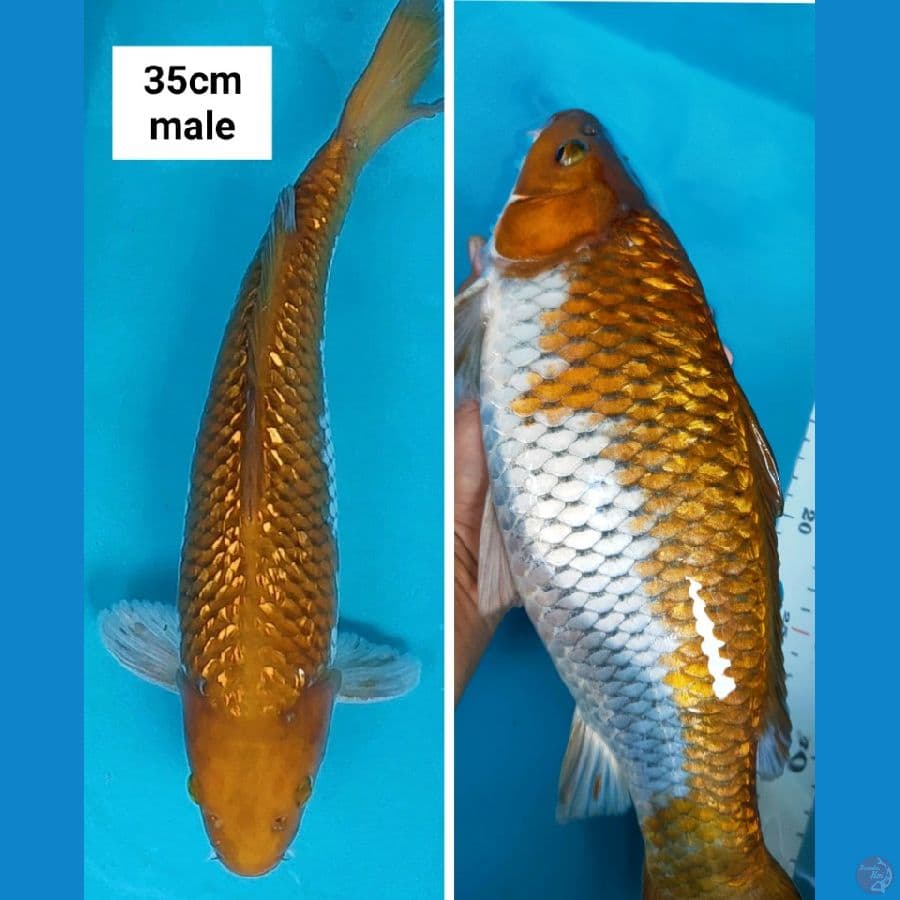 ochiba ginrin 35cm male