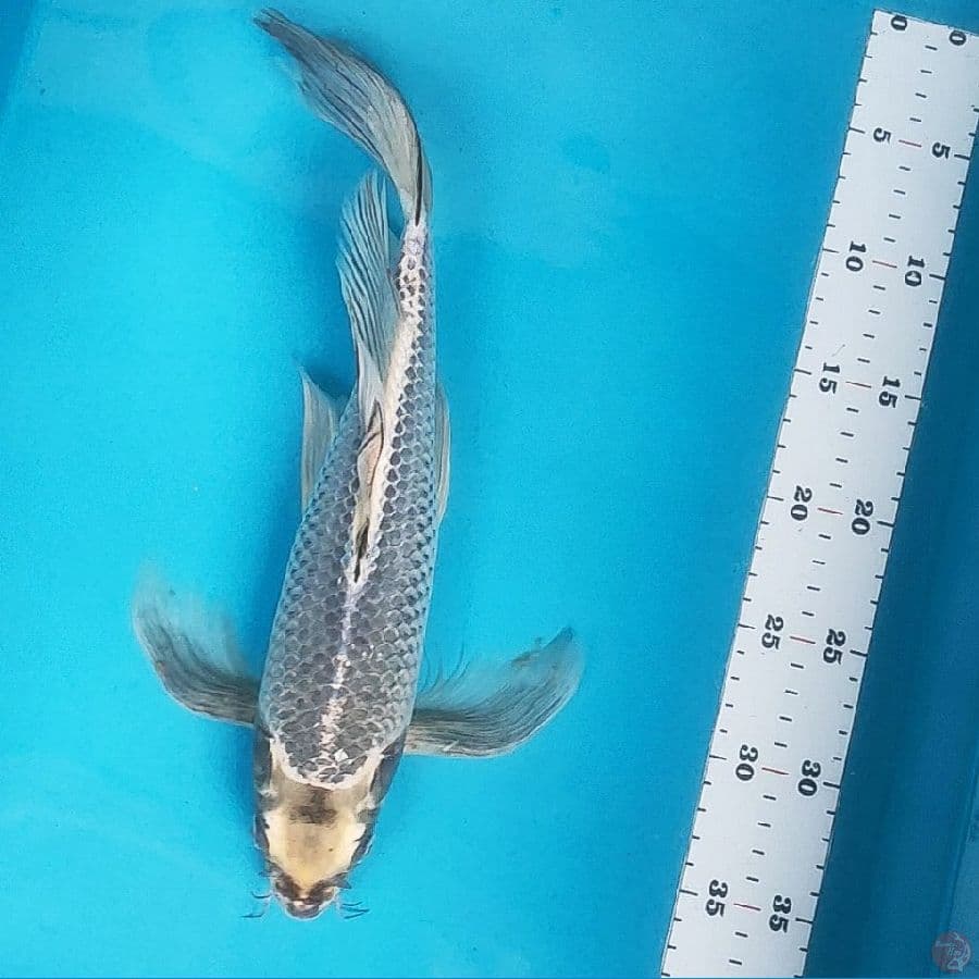 kumpay mukashi 35cm male