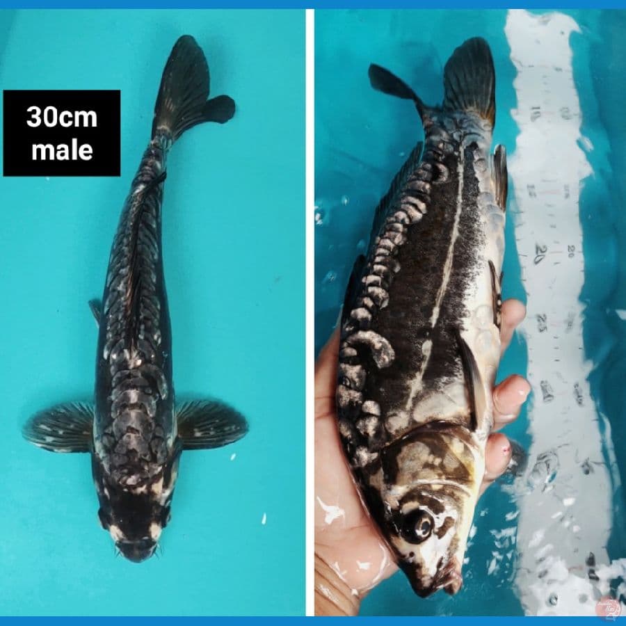 kawarimono 30cm male