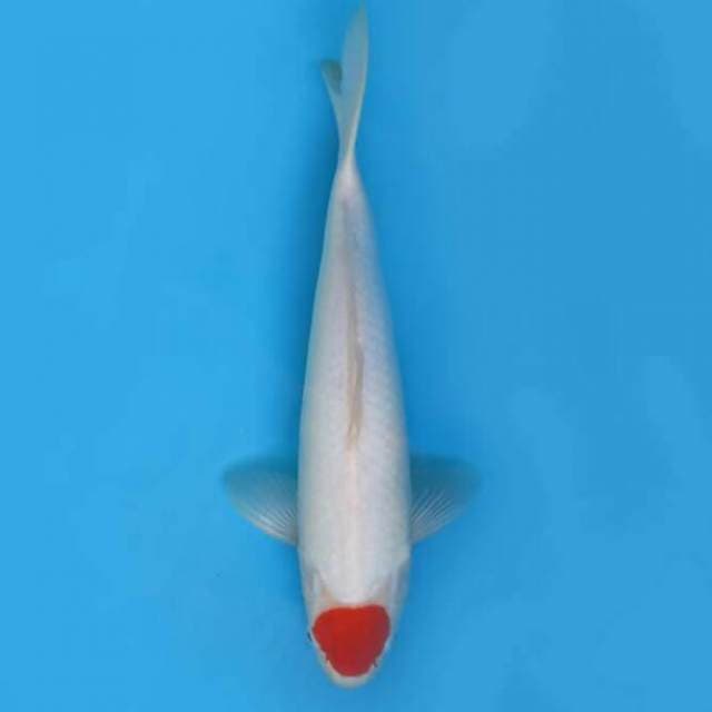 40cm Female Tosai - Hq Tancho Kohaku Asli