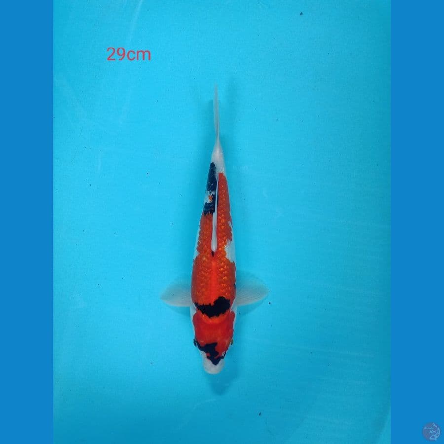 showa ginrin 29cm