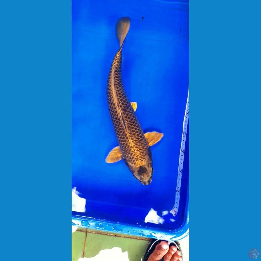 MUKASI GOLD 32cm