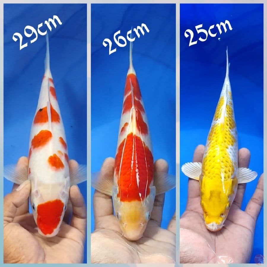 3in1 29.26.25cm