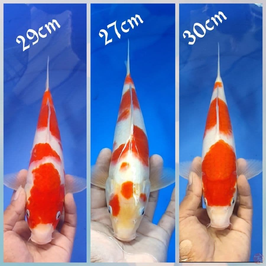 3in1 29.27.30cm